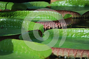 Closeup photo with amazing water lily leaves - victoria amazonica seen in the botanical garden of the Oxford University