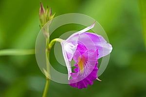 Closeup photo of bamboo orchid flower in white pink with blurred green background