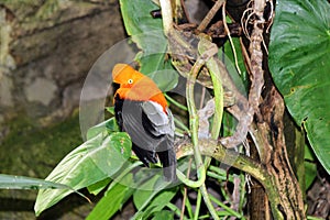 A closeup photo of a beautiful Andean cock-of-the-rock (Rupicola peruvianus)