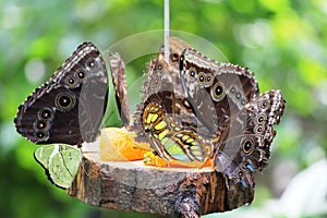 Closeup photo with beautiful butterflies eating oranges in Grevenmacher, Luxembourg with abstract background