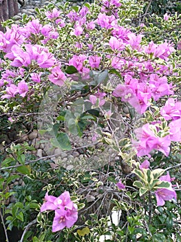 Closeup photo of beautiful flower, Bougainvillea Glabra plant