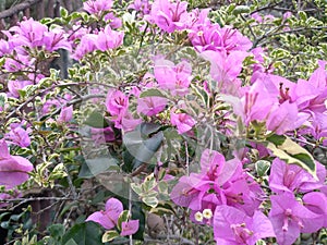 Closeup photo of beautiful flower, Bougainvillea Glabra plant