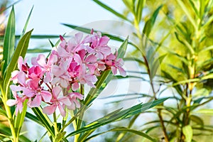 Closeup photo of beautiful flower, oleander