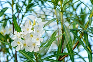 Closeup photo of beautiful flower, oleander