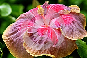 Orange and Pink Hibiscus Flower Blooming in the Garden