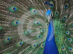 Closeup photo with beautiful peacock with open tail - colors of blue and green