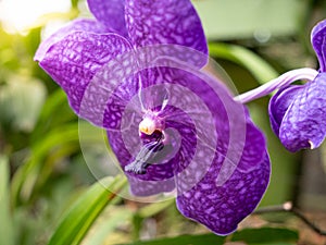 Closeup photo of beautiful purple orchid flower growing in tropical rainforest