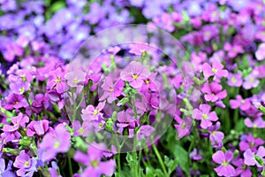 Pink violet flowers background photo