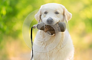 Closeup photo of a beauty Labrador dog