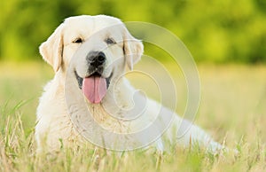 Closeup photo of a beauty Labrador dog