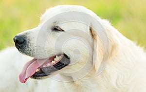 Closeup photo of a beauty Labrador dog