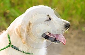 Closeup photo of a beauty Labrador dog