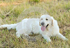 Closeup photo of a beauty Labrador dog