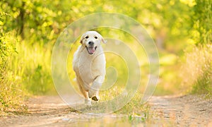 Closeup photo of a beauty Labrador dog