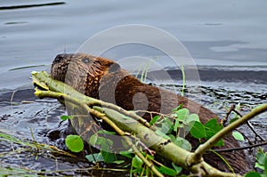 Closeup photo of beaver carrying a branch in the lake, Tripple lakes trail, Denali National park and Preserve, Alaska