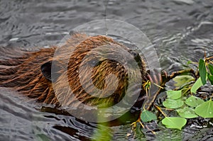 Closeup photo of beaver eating in the lake, Tripple lakes trail, Denali National park and Preserve, Alaska, United