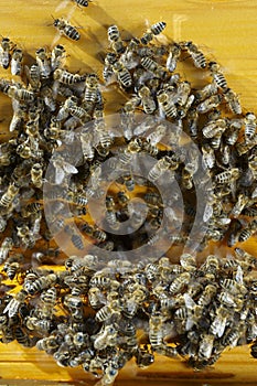 Closeup photo of bee family