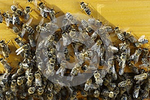 Closeup photo of bee family