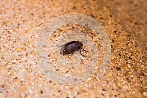 Closeup photo of a beetle on the floor