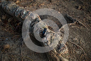 Closeup photo of big female stag beetle - Lucanus cervus