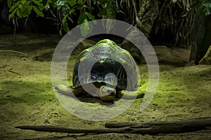 Closeup photo of a big turtle in green light