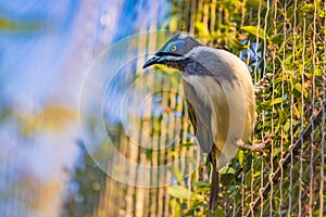 Closeup photo of a Blue-faced honeyeater Entomyzon cyanotis also known as Bananabird held captive