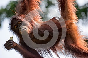 A closeup photo of a bornean orangutan Pongo pygmaeus while hang