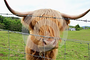 A closeup photo in a brown highland cow grazing in the highlands