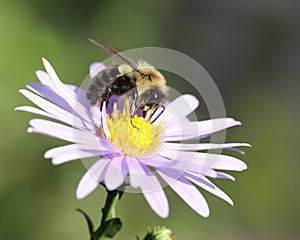 Closeup Photo of Bumblebee on Daisy