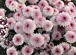 Closeup Photo of Bunch of Chrysanthemum Flower - Stock Photo