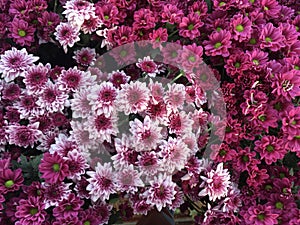 Closeup Photo of Bunch of Chrysanthemum Flower - Stock Photo