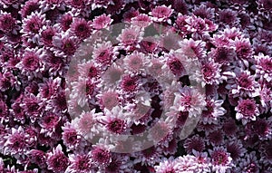 Closeup Photo of Bunch of Chrysanthemum Flower - Stock Photo