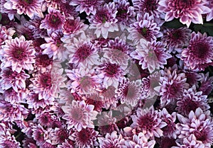 Closeup Photo of Bunch of Chrysanthemum Flower - Stock Photo