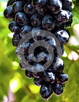 Closeup photo of a bunch of raw black grapes in the vineyard. Healthy natural food. Summer fruits