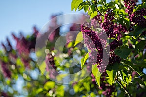 Closeup photo of bush of lilac or syringa under blue sky captured sprint or early summer.