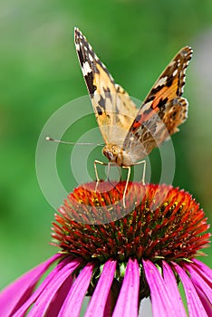 A closeup photo of a butterfly (Venessa Cardui) photo