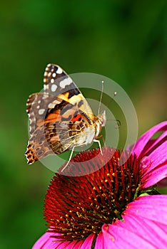 A closeup photo of a butterfly (Venessa Cardui) photo