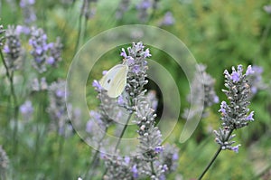 Closeup photo of a Cabbage White butterfly on lavender, close up with blurred background