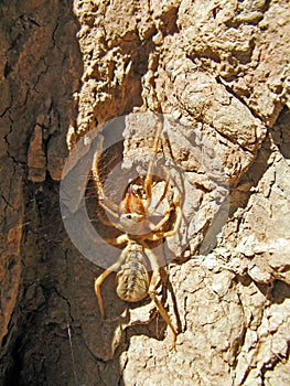 Camel spider on rock , Solifugae