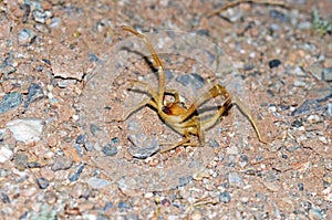 Camel spider closeup , Solifugae