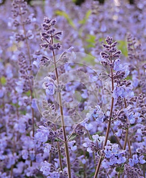 Closeup photo of catmint flowers.