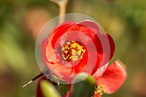 Closeup photo chaenomeles flowers