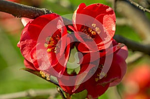 Closeup photo of chaenomeles flowers