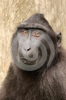 Closeup photo of a crested macaque