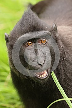 Closeup photo of a crested macaque