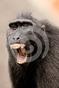 Closeup photo of a crested macaque