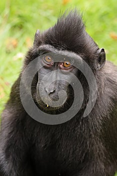 Closeup photo of a crested macaque