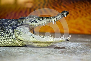 A closeup photo of a crocodile with open jaws. Crocodile head with open mouth
