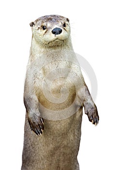 Closeup Otter With Hands Out - Extracted photo