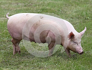 Closeup photo of a cute piglet on animal farm summertime